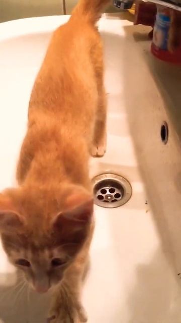 Котёнок «Кекс» суету постоянно наводит 😂🐈 #кот #игры #shorts #шортс #прикол