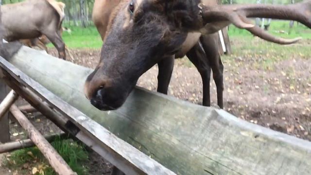 Судимиръ Оленья ферма