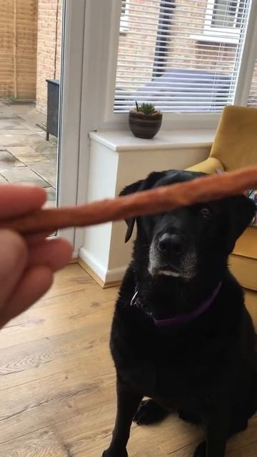 Pet Munchies Salmon and Sweet Potato treats Review