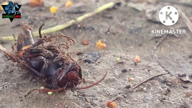 Black Ants attack Mentis & Lives Vespa Affinis. Animal life