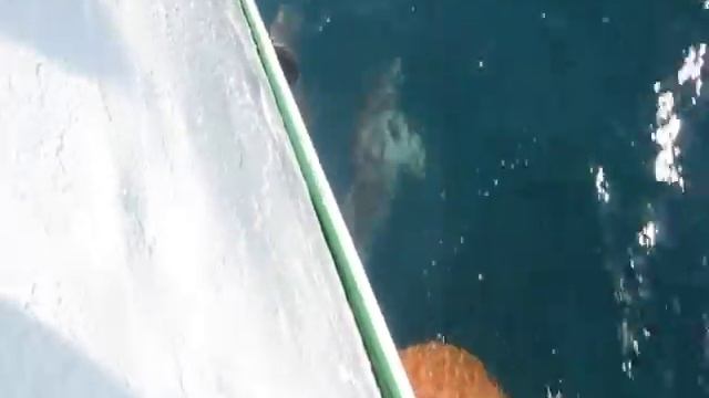 Dolphins, Anapa (дельфины в Анапе)
