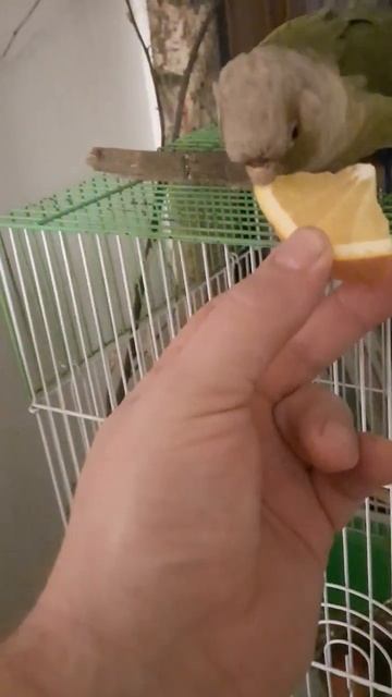 Попугай Жорик кушает как милашка