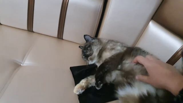 Кошка ГАФ хочет заработать на еду и свой дом или участок.