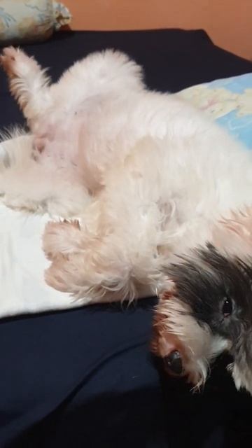 Cute dog chilling #dog  #dogs  #doglover
