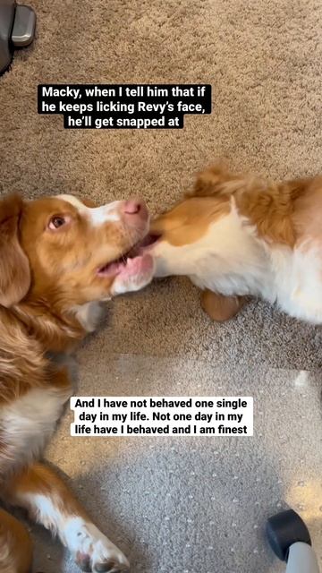 Little brothers, amirite?? These two make us laugh #dog #toller #puppy #nsdtr #dogmom #notbehaved