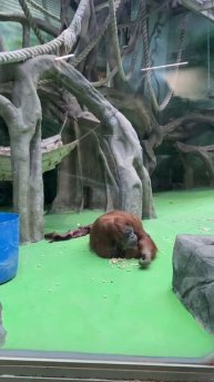 Обезьяны рулят 😎