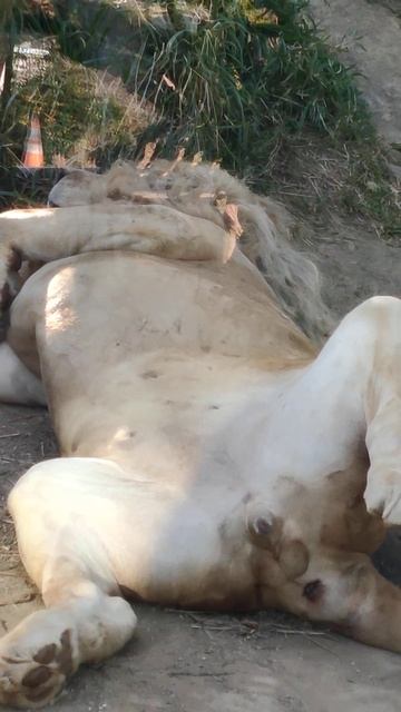 指春■㉘ホワイトライオン・白獅子・セラムくん・沖縄こどもの国・・・White_Lion・Okinawa Zoo & Museum(20230308)