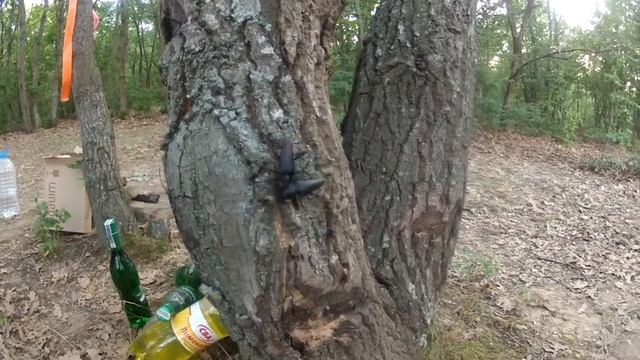 Cerambyx cerdo в екшън