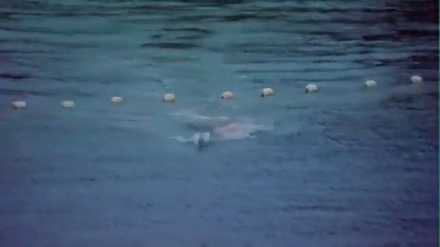 " SAVE THE DOLPHINS & ALSO TAKE CARE OF HUMANITY''﻿ (SHIA PEOPLE)