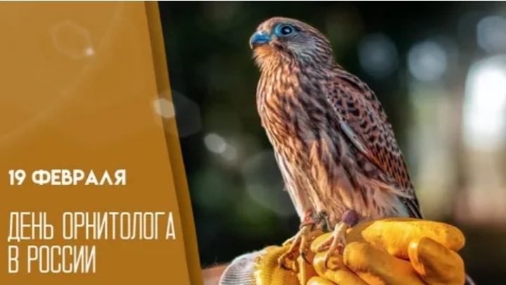 19.02.25 - День орнитолога в России