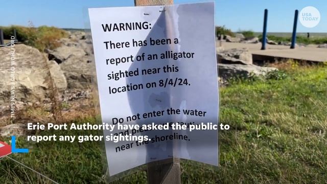 Alleged alligator sighting in Lake Erie ignites fears and an investigation | USA TODAY