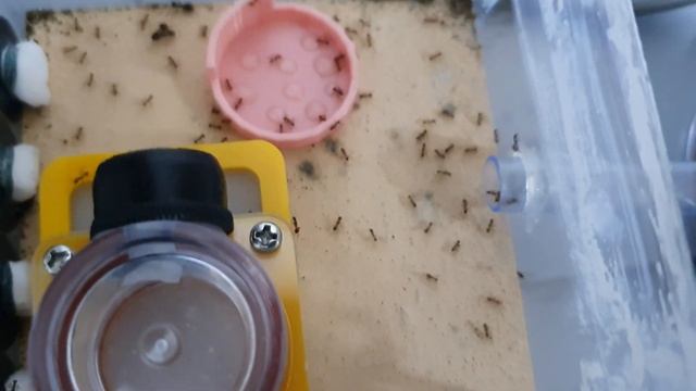 뚠뚠~꿀물먹는 혹개미