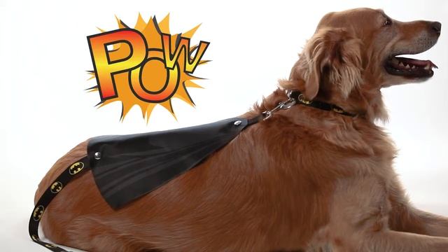 Buckle Down Cape Leashes