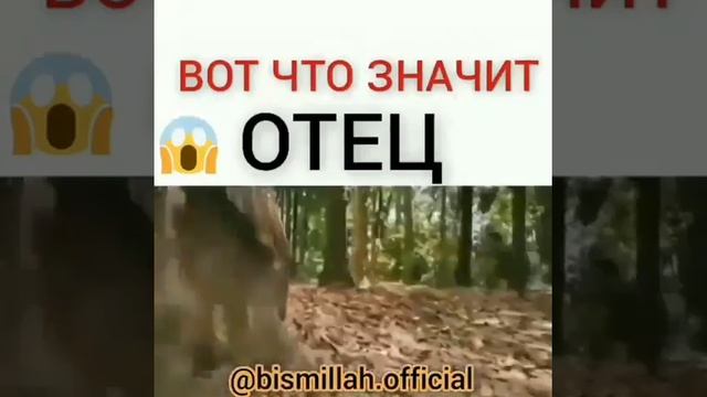 Вот что значит отец