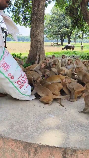 monkey feeding 🍆🐒🐒🐒 #monkeyvideo #bandar #monkey 01234