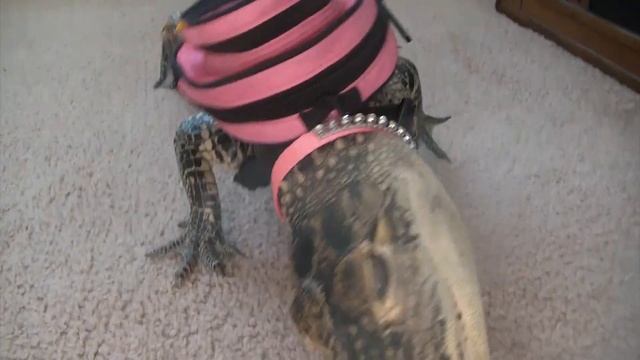 Tally the Alligator Wears A Backpack 2014