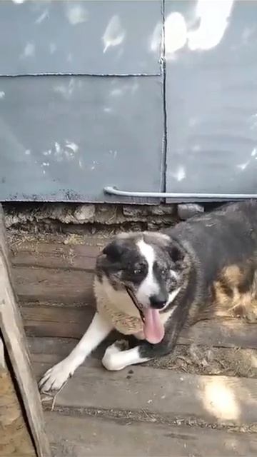 🙏 Альма ПРОСИТ ПОМОЩИ🙏 #помощьживотным #shortsvideo #shortvideo #любимец #shorts #short