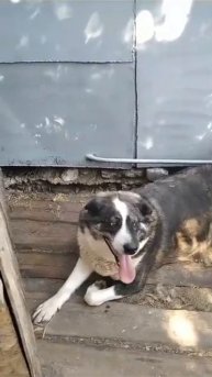 🙏 Альма ПРОСИТ ПОМОЩИ🙏 #помощьживотным #shortsvideo #shortvideo #любимец #shorts #short