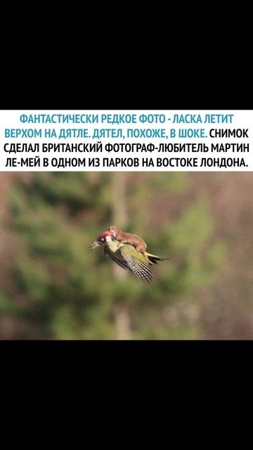 БЕЗУМНАЯ РУССКАЯ ЛАСКА АТАКУЕТ АНГЛИЙСКИХ ПТИЦ