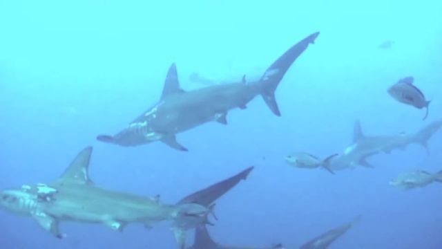 Schooling Hammerhead Sharks - Galapagos Islands
