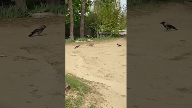 Вороны решили достать кота!!!