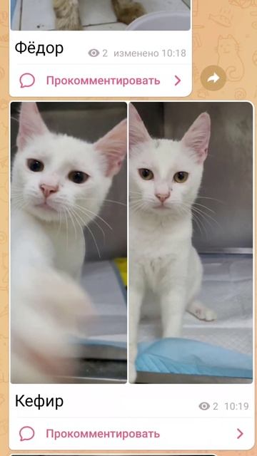 Приветики из клиники 🐱 Котики лечатся и ищут своих людей 🐱 t.me/zorkocerce