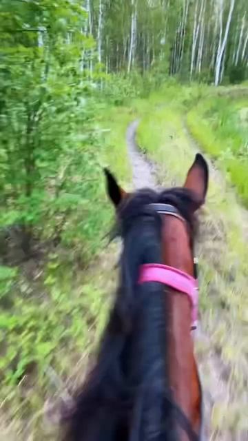 Всем привет мы _horseshouse_ скоро начнем выкладывать много видео!#лошади #конники #влог
