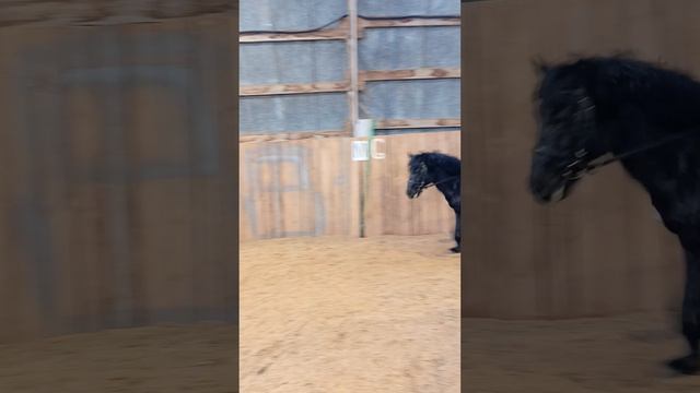Алена и Наоми. Тренировка с комментариями. #horse #equestrian #лошади #pony