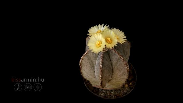 Astrophytum myriostigma ♫