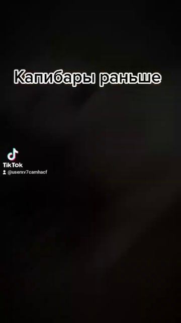 капибары раньше, капибары сейчас