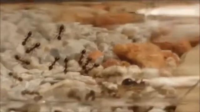 Pheidole Megacephala feeding + very big soldier
