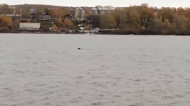 Медведь снова "засветился" в Николаевске
