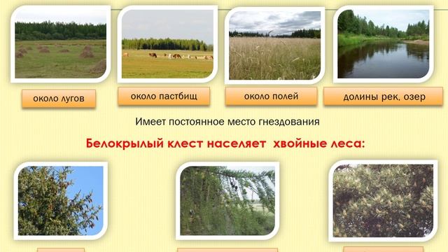 Сравнение биолого-экологических особенностей дрозда рябинника и белокрылого клеста