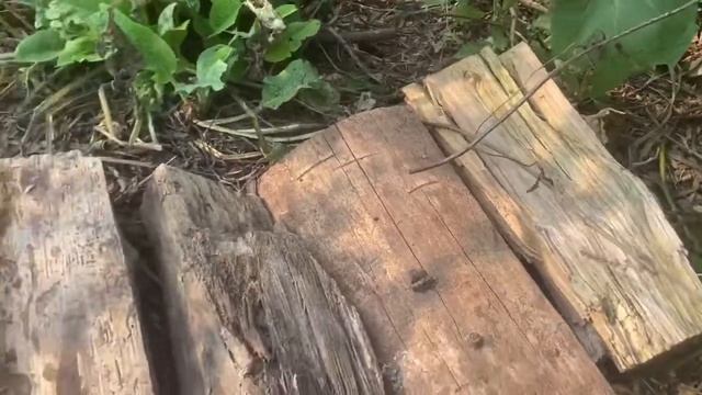 How to Source FREE Protein for Poultry. Molting Chooks Need the Boost!