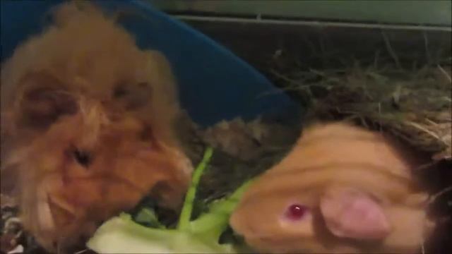 Что кушают свинки в этом видео  ?