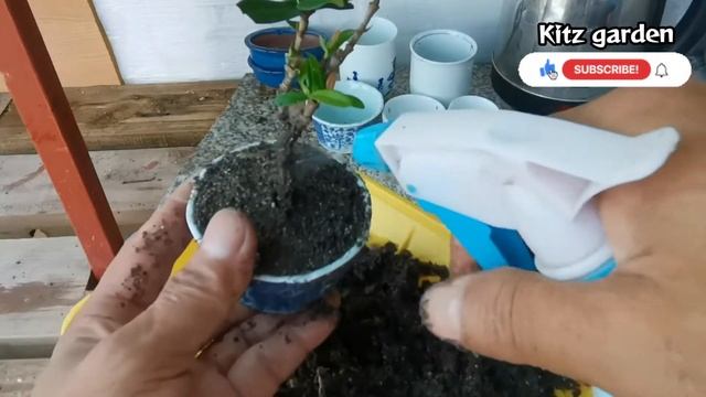 Ixora || Asoka Bonsai #minibonsai #Santan #asoka