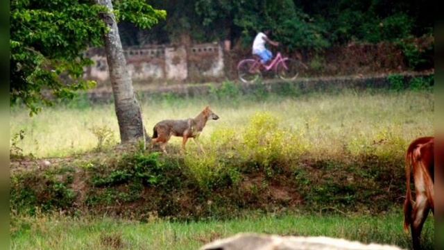 jackal sound different jackal voices #short