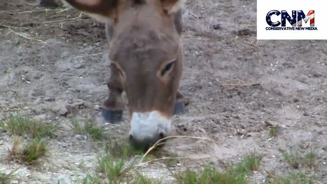 Kulan Eating Grass at Lion Country Safari - Narrated by John D. Villarreal