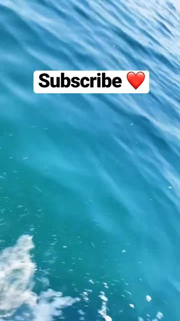 Sukkon ❤️ #shorts #viral #viralshorts #trending #ship #curiosidades #beach #sukoon #waves #dolphin