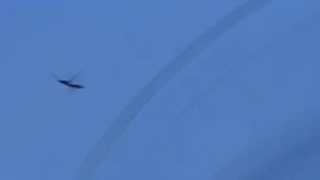 Leptanilla flight super slow motion