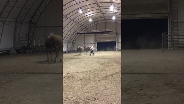 Belgium Clydesdale Driving- Beekeeper Friend has Talent