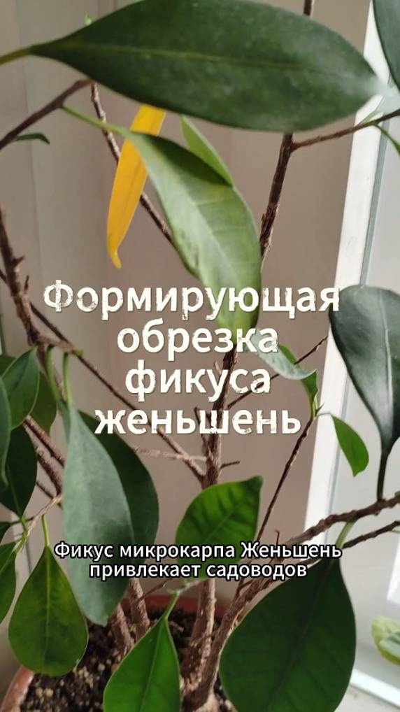 Формирующая обрезка фикуса женьшень  #фикус #shorts