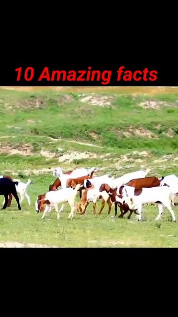 #interestingfacts #shortsfeed #gk #amazingfacts #facttechz #shorts#viralvideo #viralshorts