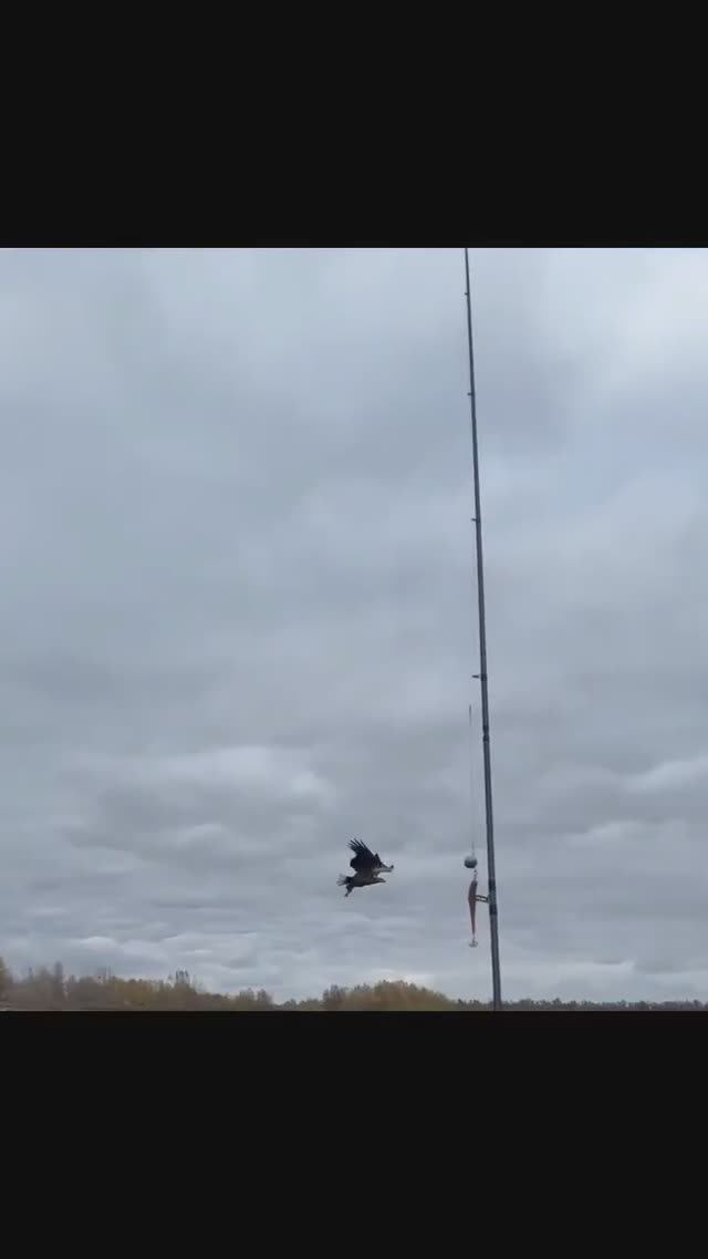 Ветлянка. Снова кормим Орлана!!!