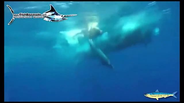 Releasing Blue Marlin Cape Verde Style
