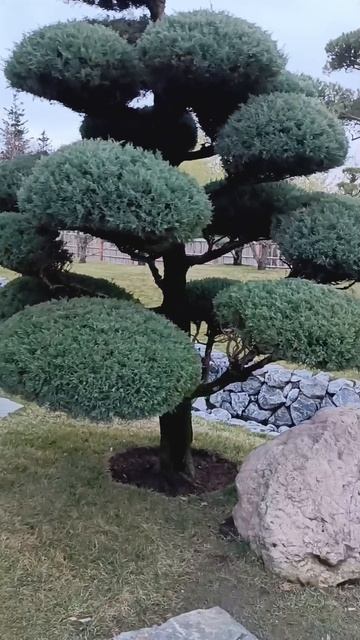 Театр Японского сада! 03.02.2025 #Shorts