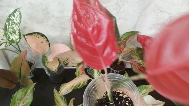 VID_20250207_103057.mp4