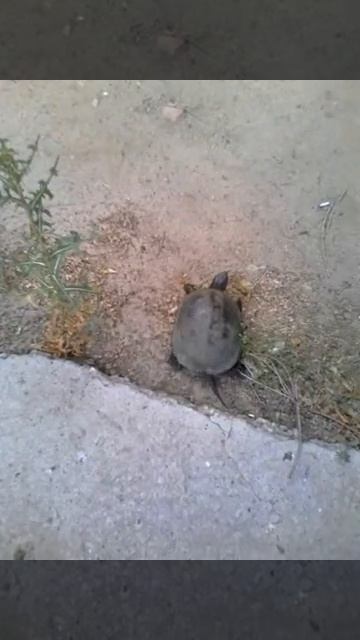 Нашли черепаху