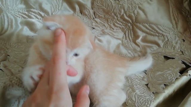 Rad Scottish Fold