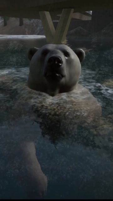 Jegesmedve - Polar Bear - Ursus maritimus
